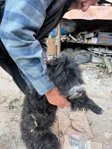 pudeler: 11 ay, Dişi, Peyvəndli, Rayonlara çatdırılma, Ödənişli çatdırılma, Ünvandan götürmə — 4