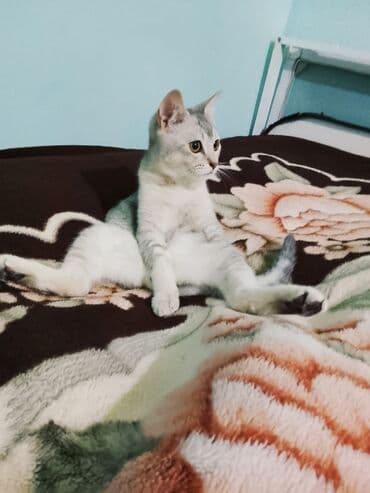 çöl pişiyi: Yaxşı əllərə — 1