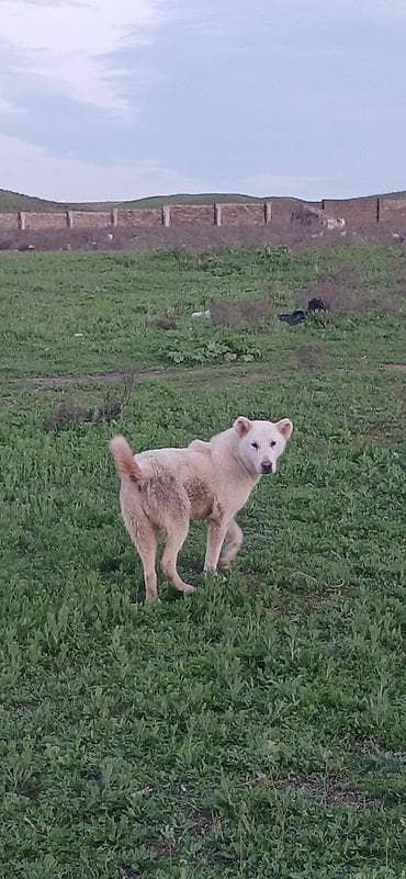 naxcivan it elanlari: Qurdbasar, 5 ay, Dişi, Peyvəndli, Ödənişli çatdırılma — 2