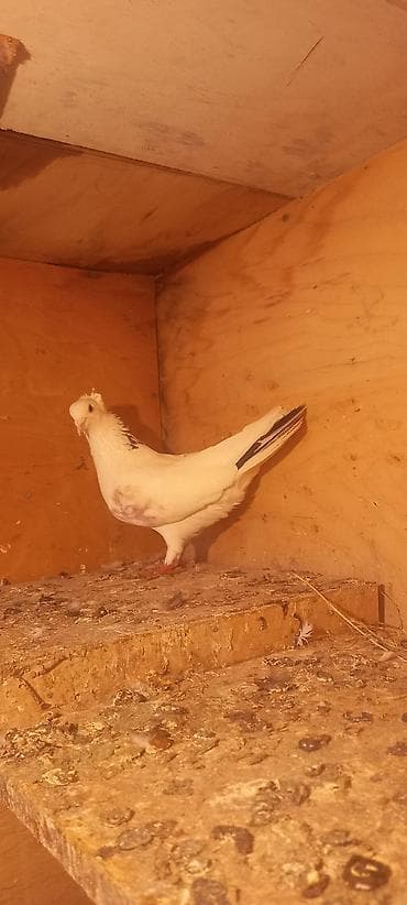 qus bazari bakida: Erkəy — 1