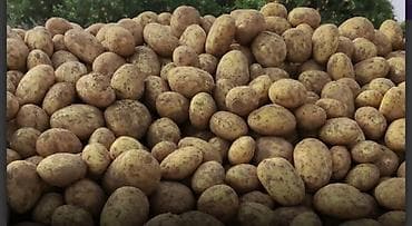 rozmarin bitkisi: Kartof satılır gədəbəy və İran. İran birisi 1.20 gədəbəy 1.50 — 1