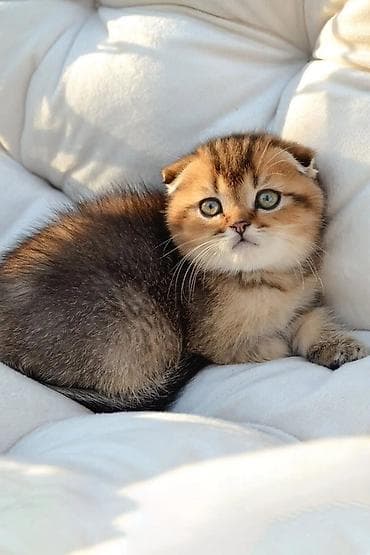 erkek pişik: Şotland — 5