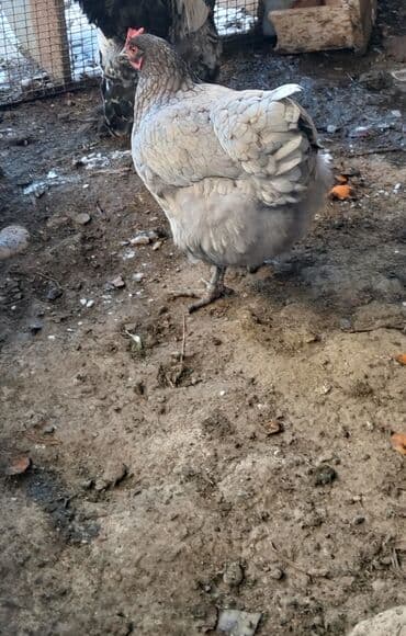 serebrist cuce satisi: Iki ilin Brama xoruzu təmiz cinsi di qatışqı yoxdu endirim olacaq bir — 2