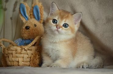 heyvan az: Qızıl şinşilla, Erkək — 1