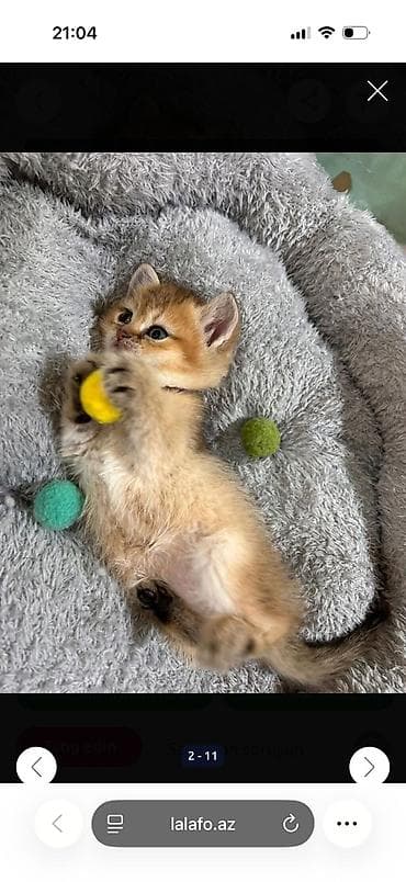 pişim: Britan — 5