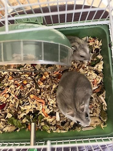 coban iti sekilleri: Cücələr üçün kiçik ev heyvanı – xamiaklar (dwarf hamster) — 2