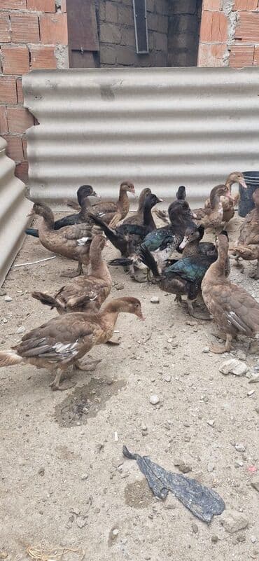 ördək balası satışı: Bismillah.Salam 11 Ədəd Qırmızı Öküz Krasnadar Və 8 Ədəd Zumrudu — 6