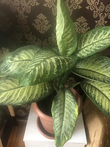 diffenbaxiya bitkisi haqqında: Dieffenbaxiya (Dieffenbachia) otaq bitkisi - Növ: dekorativ yarpaqlı — 1