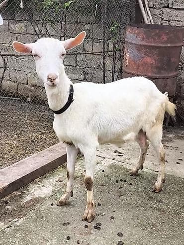 keçi: Təmiz orginal Sanilər biri ikinci qarına balallyıb yekə olanda 1 ci — 3