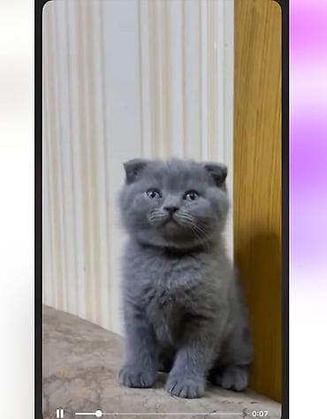 pişiy: Britan — 6