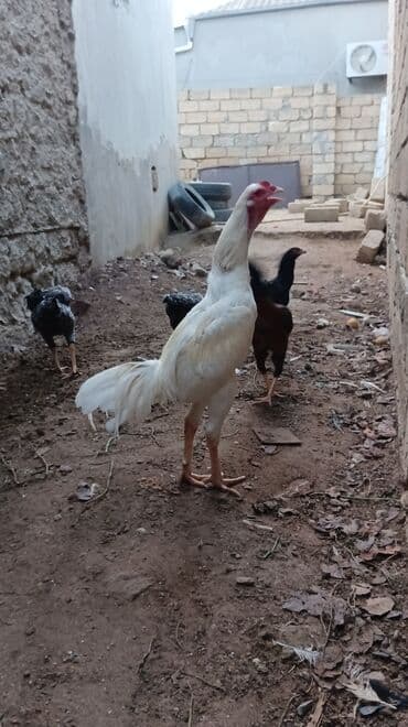 brama toyuqları: Петух, лет: 1, Самовывоз — 8
