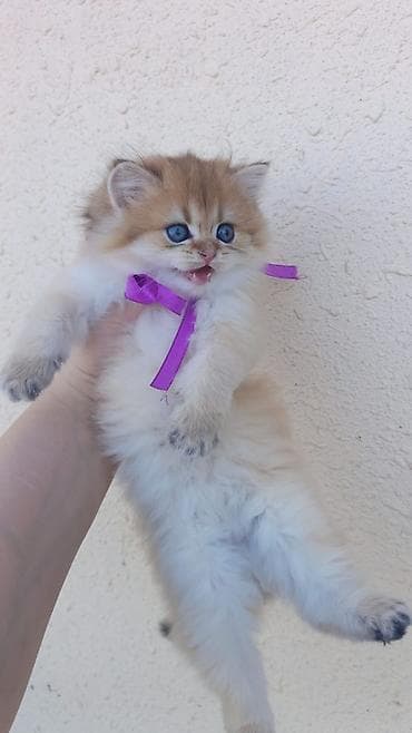 pişik adları: Şirin, tüklü balaca pişik balası – ev heyvanı - Cins tipajı: uzun — 5