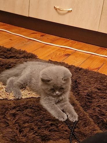 Akvariumlar: Yaxşı əllərə — 5