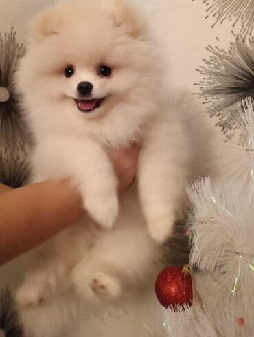 Gəmiricilər: Şpitz, 3 ay, Erkek — 1