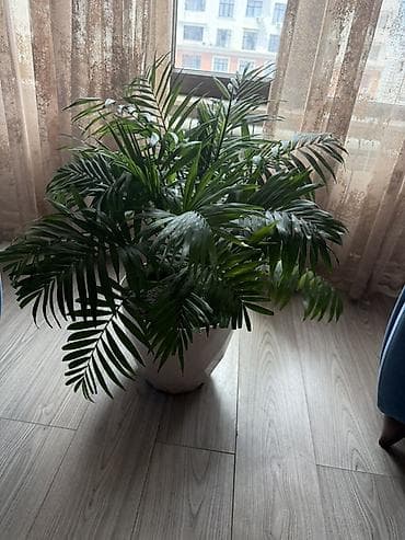 Xurma xurması (Areka/Chamaedorea tipli) otaq palmisi – dekorativ iri