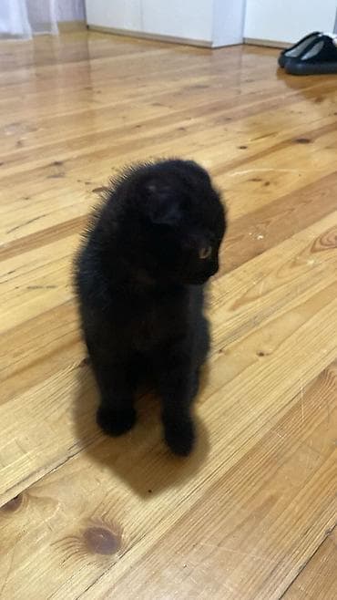 pisiy: Şotland, Dişi, Yaxşı əllərə, Ünvandan götürmə — 2