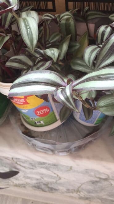 gül toxum satışı: Otaq bitkiləri — 8