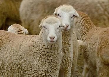 Бараны, овцы: Keçilər və qoyunlar çoxdu Balalı keçiıərdə var boğaz olanda var — 2