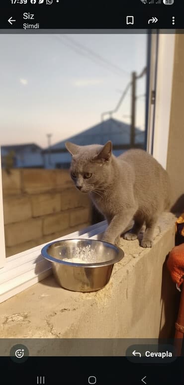 mingəcevir pişik: Rus mavi, Yaxşı əllərə — 1