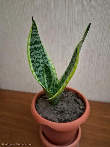 dibçek: Sansevieriya "Laurentii" (Qayınana dili) dibçəkdə ​Sansevieria otaq — 4