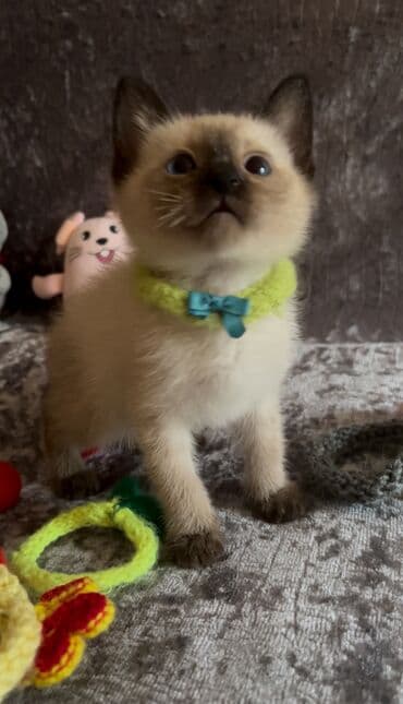 heyvan bazari: Tay, Erkək, Dişi, Ünvandan götürmə — 5