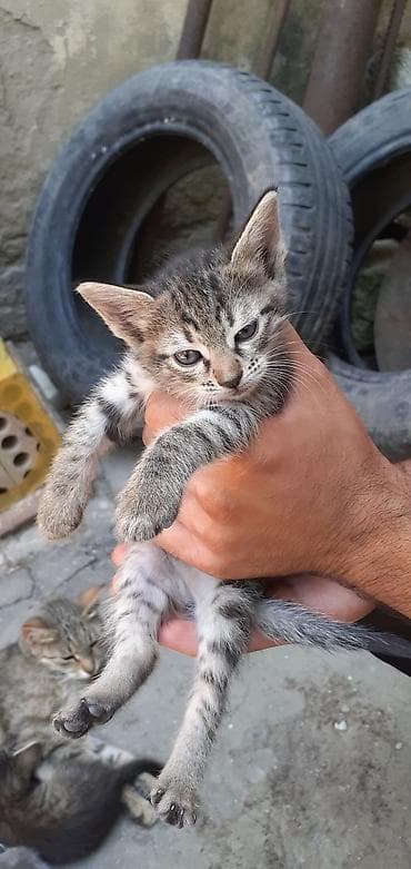 meyn kun: Tabbi, Erkək, Yaxşı əllərə, Ünvandan götürmə — 3