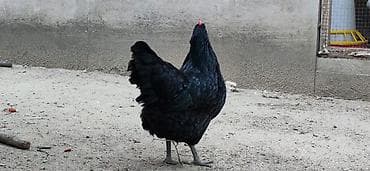 Heyvanlar: Toyuq, Australorp, Damazlıq — 3