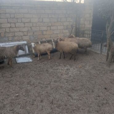 qoyun qiymeti: 6 qoyundu boğaz 5cavan 3qarinbdogmuw qoyundu bir qoca qoyundu təcili — 7
