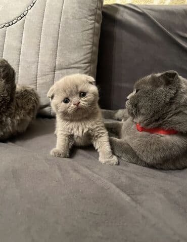 100 ile 400 arasi cins saf qan saqlam pisiklerimiz var sekilde olmayan