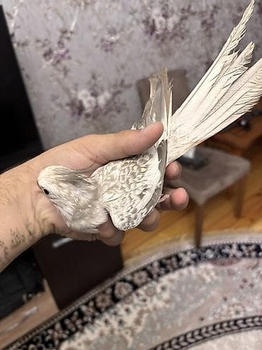 qızıl quş: Növ: Nimfa (cockatiel) – nadir açıq-krem/boz “pärçimli” rəng — 2