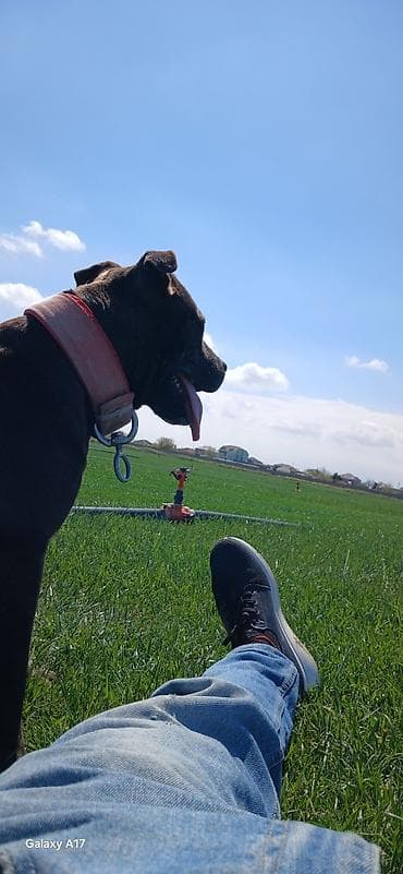 it balaları satilir: Pitbul, 3 il, Dişi — 2
