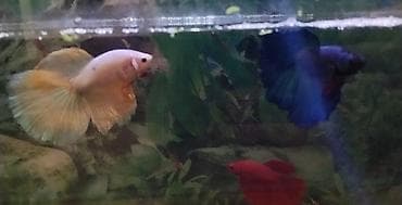 Бетта (Рыба петушок), Мирные — 3