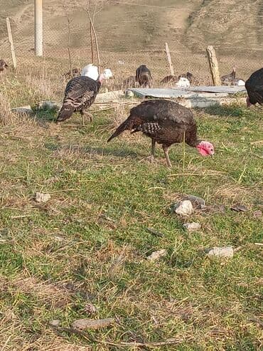arı şəkilləri: Məhsul: Hinduşka sürüsü Təsvir: - Şəkillərdə müxtəlif rənglərdə — 11