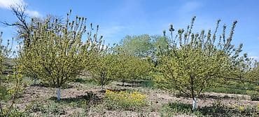 ucuz taxta: Məhsul: Meyvə bağı (intensiv tipli) Təsvir: - Çoxillik meyvə ağacları — 4