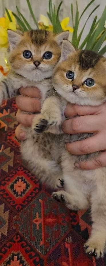 sort pisik: Qızıl şinşilla, Dişi, Yaxşı əllərə, Rayonlara çatdırılma — 1