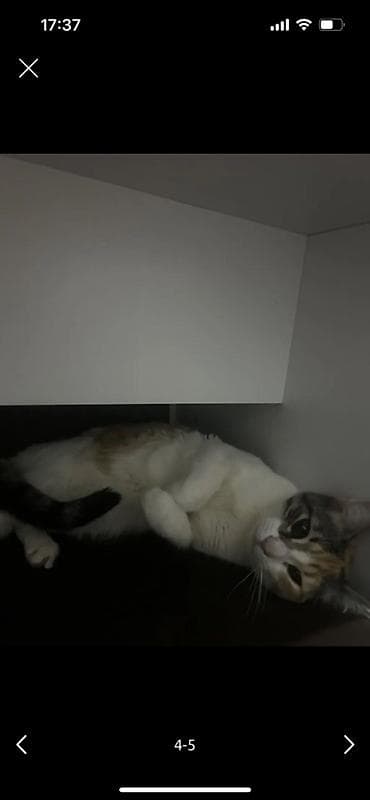 sahiblenme: Dişi, Yaxşı əllərə — 2