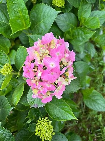 hilba bitkisi nedir: Məhsul: Saksıda hortenziya (Hydrangea macrophylla) Təsvir: - Geniş — 1