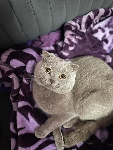 Şotland yastı qulaq