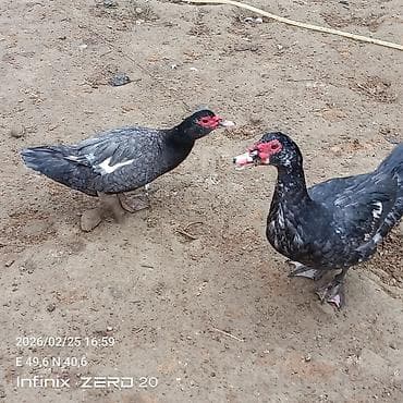 hind quşları: Macar sortu iki dişu bir erkə 3 120 azen qalan səsli və yerli lal — 3