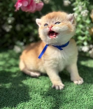 nitq mədəniyyəti: Britan — 7