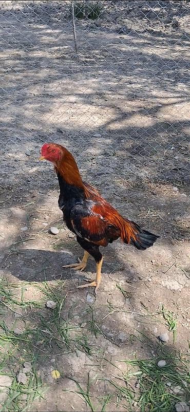 Heyratı beçə satılır 7 aylıqdı boş bekar adamlar narahat etməsin -