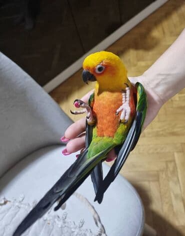 попугай ара цена: ARATINKA papuqayı Temiz əl quşudu dislemir musigini oynamagi cox sevir — 2