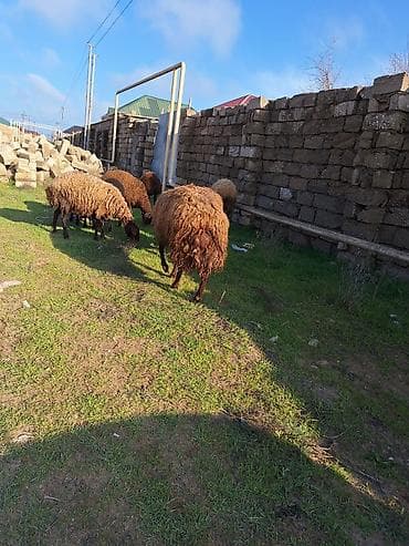 qoyun qiymətləri: Qala qoçu satılır. 1yaş 11 aylıqdır. Tam sağlamdır. Qoyun sürməyi — 6