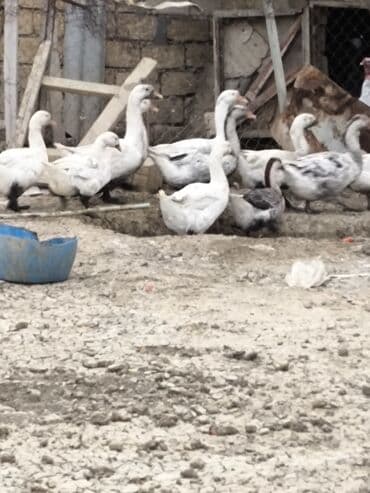 heyvanlara verilen xususi adlar: 10 eded satlir — 2