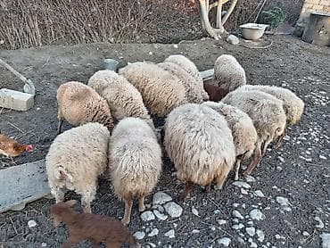 simmental inək cinsi: Salam qoyunlar 2 balalidir teze qalanı bogazdir — 8