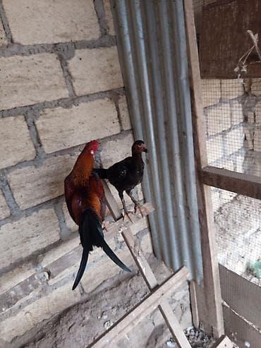 Kənd təsərrüfatı quşları: Salam Gəncədədi xoruz 500 qram fərə 800 qram Yakido Yapon dekorativ — 6