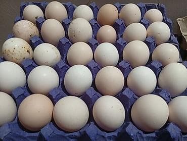 Təbii mayalı toyuq yumurtası - Yerli təsərrüfatdan gündəlik yığılmış