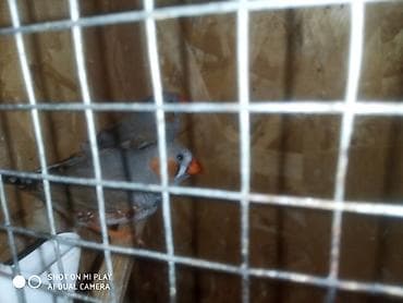 qu qusu: Amadin zebra satılır cüt və ya tək
055-653-79-97 nömre — 6