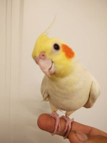 qarğa satışı: Korella Tutuquşu satılır Salam Adı lilla Tam el qusudur Dislemir — 1