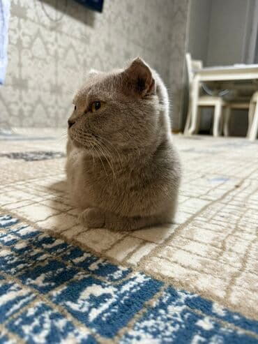 самюн ван в таджикистане: Шотладская вислоухая — 2